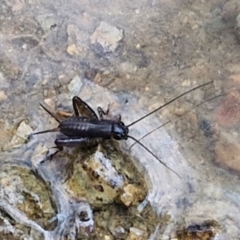 Bobilla sp. (genus) (A Small field cricket) at Crace Grasslands - 28 Mar 2024 by trevorpreston
