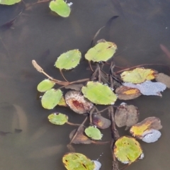 Potamogeton sulcatus (Pondweed) at Crace Grasslands - 28 Mar 2024 by trevorpreston