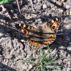 Junonia villida (Meadow Argus) at Crace Grasslands - 28 Mar 2024 by trevorpreston