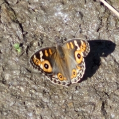 Junonia villida at Crace Grasslands - 28 Mar 2024