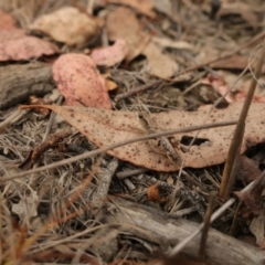 Phaulacridium vittatum (Wingless Grasshopper) at Carwoola, NSW - 28 Mar 2024 by AmyT