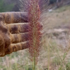 Cenchrus purpurascens (Swamp Foxtail) at QPRC LGA - 27 Mar 2024 by Wandiyali