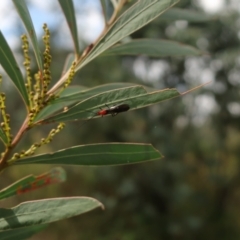 Trilaccus mimeticus (Braconid-mimic plant bug) at Carwoola, NSW - 28 Mar 2024 by AmyT