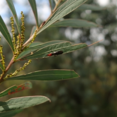 Trilaccus mimeticus (Braconid-mimic plant bug) at QPRC LGA - 28 Mar 2024 by AmyT