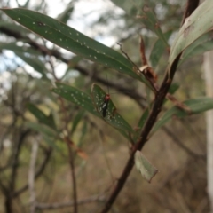 Trilaccus mimeticus at QPRC LGA - 28 Mar 2024