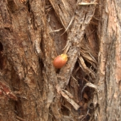 Paropsis sp. (genus) (A leaf beetle) at QPRC LGA - 28 Mar 2024 by AmyT