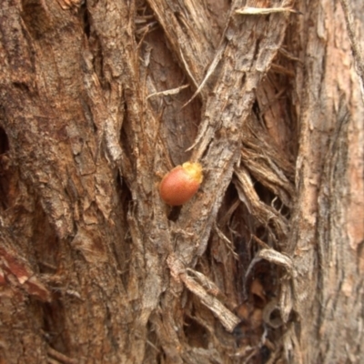 Paropsis sp. (genus) (A leaf beetle) at Carwoola, NSW - 28 Mar 2024 by AmyT