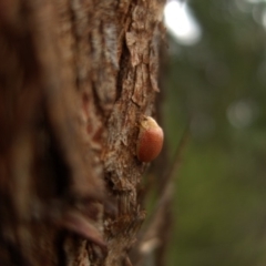 Paropsis sp. (genus) at QPRC LGA - 28 Mar 2024