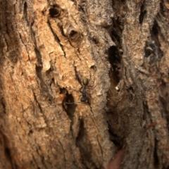 Camponotus suffusus (Golden-tailed sugar ant) at Carwoola, NSW - 28 Mar 2024 by AmyT