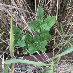 Fraxinus sp. (An Ash) at Jerrabomberra Wetlands - 28 Mar 2024 by rainer