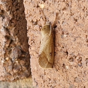 Fraus crocea at Sullivans Creek, Lyneham South - 28 Mar 2024