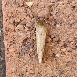 Fraus crocea at Sullivans Creek, Lyneham South - 28 Mar 2024