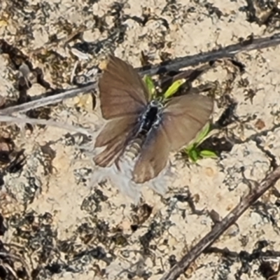 Zizina otis (Common Grass-Blue) at Mawson Ponds - 28 Mar 2024 by Mike