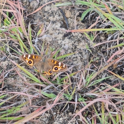 Junonia villida (Meadow Argus) at Mawson Ponds - 28 Mar 2024 by Mike