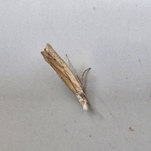 Culladia cuneiferellus at Sullivans Creek, Lyneham South - 28 Mar 2024