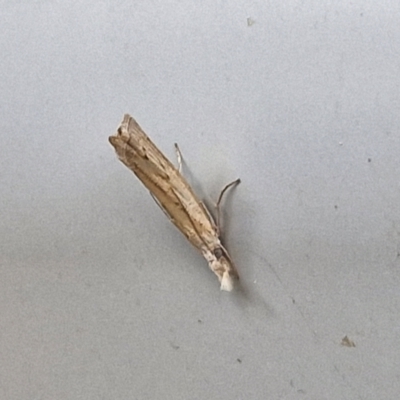 Culladia cuneiferellus (Crambinae moth) at Sullivans Creek, Lyneham South - 28 Mar 2024 by trevorpreston