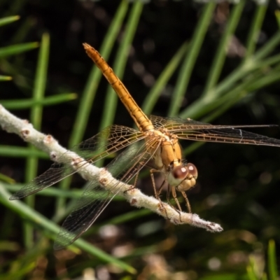 Unidentified Dragonfly (Anisoptera) at Mount Annan, NSW - 26 Mar 2024 by Roger