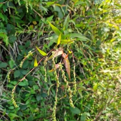 Persicaria hydropiper (Water Pepper) at PCF003: Pierces Ck Near Sediment Side - 28 Mar 2024 by Jackoserbatoio