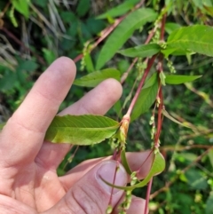 Persicaria hydropiper at PCF003: Pierces Ck Near Sediment Side - 28 Mar 2024 02:04 PM