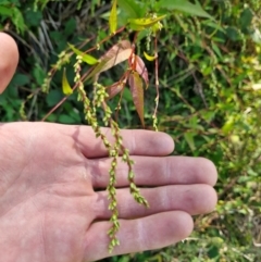 Persicaria hydropiper at PCF003: Pierces Ck Near Sediment Side - 28 Mar 2024 02:04 PM