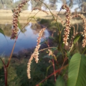 Persicaria lapathifolia at Symonston, ACT - 28 Mar 2024