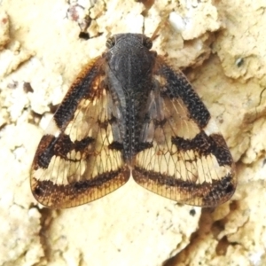 Scolypopa australis at Wanniassa, ACT - 28 Mar 2024