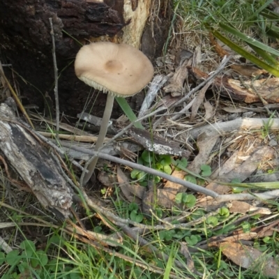 Oudemansiella gigaspora group (Rooting Shank) at Borough, NSW - 27 Mar 2024 by Paul4K