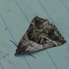 Dichromodes stilbiata (White-barred Heath Moth) at Boro - 27 Mar 2024 by Paul4K