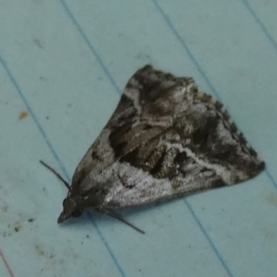 Dichromodes stilbiata (White-barred Heath Moth) at QPRC LGA - 28 Mar 2024 by Paul4K