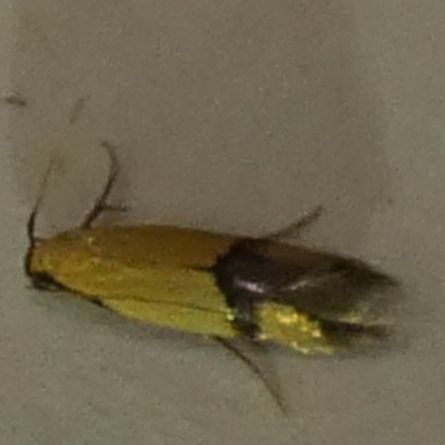 Stathmopoda crocophanes (Yellow Stathmopoda Moth) at QPRC LGA - 27 Mar 2024 by Paul4K
