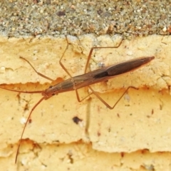 Mutusca brevicornis (A broad-headed bug) at Wanniassa, ACT - 28 Mar 2024 by JohnBundock