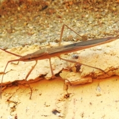 Mutusca brevicornis at Wanniassa, ACT - 28 Mar 2024