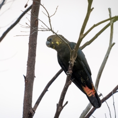 Calyptorhynchus lathami (Glossy Black-Cockatoo) at Booderee National Park1 - 21 Mar 2024 by trevsci