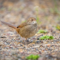 Dasyornis brachypterus (Eastern Bristlebird) at Booderee National Park - 21 Mar 2024 by trevsci