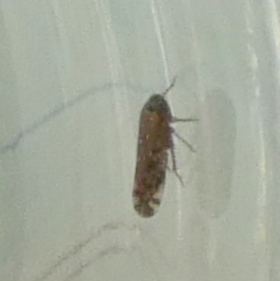 Fieberiella florii (Privet Leafhopper) at QPRC LGA - 28 Mar 2024 by Paul4K