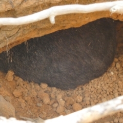 Vombatus ursinus (Common wombat, Bare-nosed Wombat) at Boro - 26 Mar 2024 by Paul4K