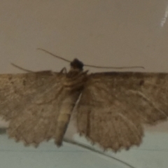 Ectropis (genus) (An engrailed moth) at Boro - 27 Mar 2024 by Paul4K