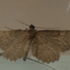 Ectropis (genus) (An engrailed moth) at Boro - 28 Mar 2024 by Paul4K