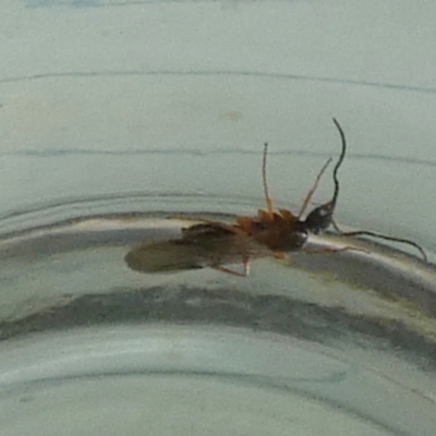 Unidentified Sawfly (Hymenoptera, Symphyta) at Boro - 27 Mar 2024 by Paul4K