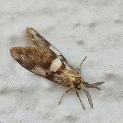 Anestia semiochrea (Marbled Footman) at Holt, ACT - 28 Mar 2024 by trevorpreston