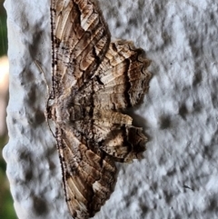 Scioglyptis lyciaria (White-patch Bark Moth) at Holt, ACT - 28 Mar 2024 by trevorpreston