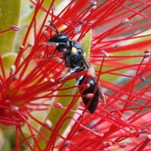 Amphylaeus (Agogenohylaeus) obscuriceps at Hall, ACT - 28 Mar 2024