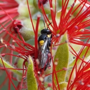 Amphylaeus (Agogenohylaeus) obscuriceps at Hall, ACT - 28 Mar 2024