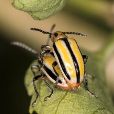 Lema (Quasilema) daturaphila (Three-lined potato beetle) at Melba, ACT - 24 Mar 2024 by kasiaaus
