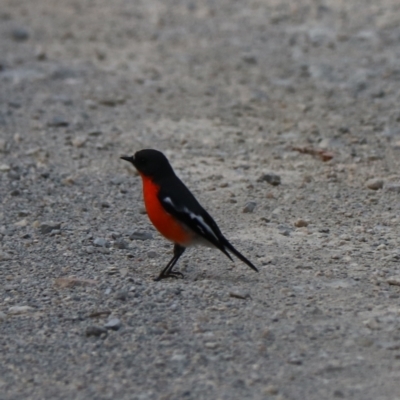 Petroica phoenicea (Flame Robin) at Wombeyan Caves, NSW - 27 Mar 2024 by Rixon