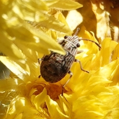 Nysius sp. (genus) (Seed bug) at Hall, ACT - 26 Mar 2024 by Anna123