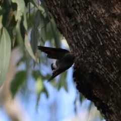 Daphoenositta chrysoptera at Wombeyan Karst Conservation Reserve - 28 Mar 2024