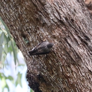 Daphoenositta chrysoptera at Wombeyan Karst Conservation Reserve - 28 Mar 2024