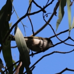 Melithreptus lunatus (White-naped Honeyeater) at Wombeyan Caves, NSW - 27 Mar 2024 by Rixon