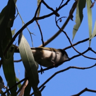 Melithreptus lunatus (White-naped Honeyeater) at Wombeyan Caves, NSW - 27 Mar 2024 by Rixon